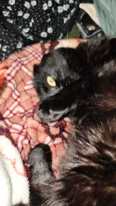 A black cat with striking yellow eyes is curled up on a blanket with a red and white checkered pattern. The cat is partially covered by its paw, which is resting on its face, giving it a somewhat sleepy or shy appearance. The background shows other fabrics, one with a black and white floral pattern and another a muted green. The scene appears to be indoors, likely in a cozy setting like a bed or sofa. There are no people visible, and the focus is entirely on the cat. The lighting suggests it might be nighttime or an indoor environment with artificial light. There is no visible text in the image.