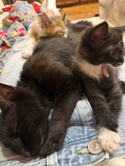 The image shows two kittens, one black and white and another orange and white, resting on a person's lap. The black and white kitten is in the foreground, yawning, with its mouth open and tongue visible. The orange and white kitten is sleeping on top of the black and white kitten. Both kittens are lying on a pair of light blue denim jeans, which are patterned with a floral fabric in the background. The scene appears to be indoors, possibly in a home. There is no indication of the location being in the city of Anton, Bulgaria.