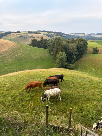 A pastoral landscape in Ufhusen, Switzerland, features rolling green hills under a cloudy sky. Several cows graze on a grassy incline in the foreground. A brown cow stands to the left, facing right and grazing. Behind it, a black cow faces right, partially obscured by the brown cow. Further right and slightly behind are two more black cows. In the foreground, a white cow with black spots is grazing. The background shows more undulating hills, patches of trees, and distant fields. A wooden fence post is visible in the lower right quadrant of the image. The scene conveys a sense of rural tranquility.