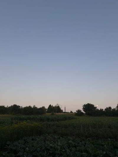 This is a vertical, wide shot of a rural landscape at dusk in Novosilka, Ukraine. The sky is a gradient of pale blue to a lighter, almost white hue near the horizon. A nearly full, pale yellow moon is visible in the upper right quadrant of the sky, just above a line of trees. The foreground of the image is dominated by a garden with various crops, including what appears to be cabbage in the very front, followed by rows of taller plants, possibly corn or beans. A patch of vibrant yellow dill is also noticeable. The middle ground consists of a dense line of trees forming a natural border to the fields. In the background, a power line tower can be seen to the left, and a single, thin utility pole with wires is visible to the right, silhouetted against the sky. The overall impression is one of a tranquil agricultural setting as day transitions into night.