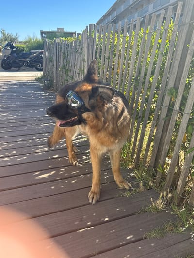 A German Shepherd dog wearing reflective goggles stands on a wooden boardwalk next to a weathered fence. Sunlight casts dappled shadows on the boardwalk. In the background, a black scooter is parked on a paved area, with a multi-story building and trees visible beyond. The scene appears to be a sunny outdoor location, likely near a beach or waterfront, possibly in a coastal town like Le Lavandou, France, given the characteristic wooden fence often used for dune protection.
