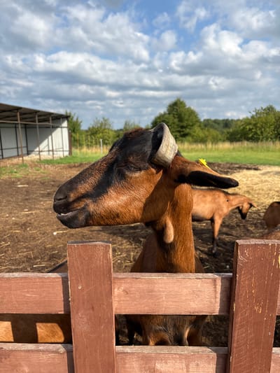 This is a close-up, eye-level, outdoor, natural-light photograph of a brown goat on a farm. The goat is in the foreground, with its head and upper torso visible behind a rustic wooden fence. The goat's fur is a mix of brown and black, with a black stripe running down its face. Its eyes are closed, and its mouth is slightly open, revealing its teeth. A yellow tag is attached to its ear.
In the background, other goats can be seen grazing in a pen filled with straw and dirt. Behind the pen, there is a metal structure that appears to be a shelter or barn. Further in the distance, a line of trees and a blue sky with fluffy white clouds complete the rural landscape. The image was taken in the village of Gor'kovskoe, Russia.
