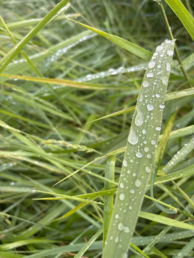 The image shows a close-up view of green grass blades covered in water droplets. The grass appears fresh and dewy, suggesting it might have rained recently or that it is early morning. The focus is on a broad grass blade in the foreground, prominently displaying numerous small and large water droplets. These droplets create a shimmering effect, reflecting light. In the background, other blades of grass are visible, creating a textured and layered effect. The overall impression is one of a natural, serene outdoor setting. The color palette is dominated by various shades of green, with the water droplets adding highlights of white and clear. There is no visible text in the image.