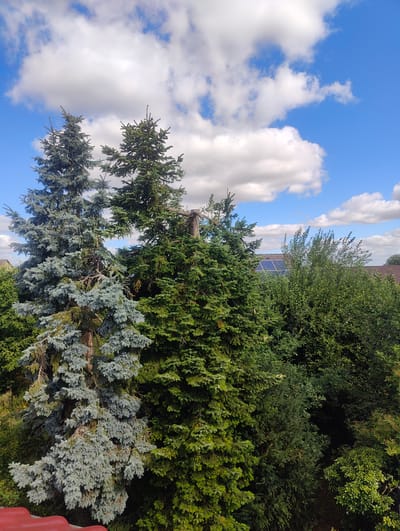 The image depicts an outdoor scene with a clear blue sky dotted with fluffy white clouds. In the foreground, there are several evergreen trees, two of which are particularly prominent. The tree on the left has a bluish-green hue and its branches droop downwards. To its right is a darker green evergreen tree. A section of a reddish roof is visible in the bottom left corner. In the background, behind the trees, solar panels are installed on a rooftop, suggesting a residential or commercial building. The overall impression is a serene, natural setting with hints of human habitation. This view is consistent with the landscape found in Unterpleichfeld, Germany, a rural area known for its greenery and characteristic rooftops.