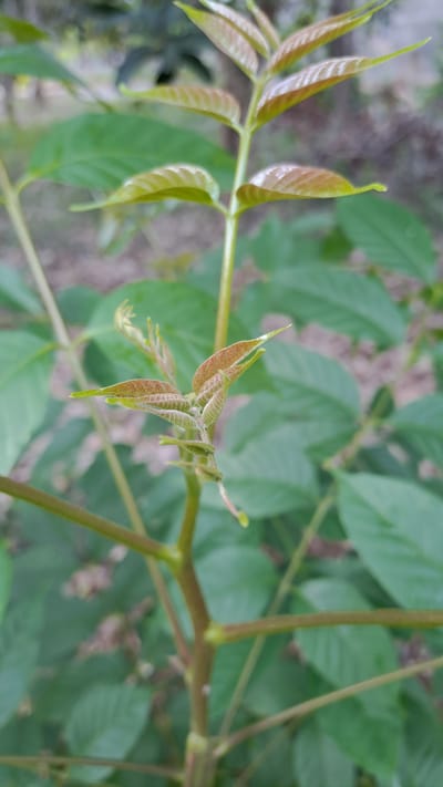 A close-up, eye-level, vertical shot focuses on the delicate new growth of a plant. The central subject is a young plant stem with several small, unfurling leaves at its tip. These new leaves display a gradient of colors, transitioning from a reddish-brown at the base to a vibrant light green at the pointed tips, and are intricately veined. The stem itself is slender and a light brown color, with nodes where pairs of older, larger leaves emerge. These mature leaves are a deep green and have a smooth, ovate shape. The background is softly blurred, suggesting an outdoor environment with more foliage and possibly a hint of the ground or other vegetation. The lighting is natural and diffused, casting gentle shadows and highlighting the textures of the leaves. The image captures a moment of new life and growth in a natural setting. There are no people or specific identifiable landmarks present to indicate a precise location within Meunasahmeucap, Indonesia, beyond it being an outdoor natural environment.