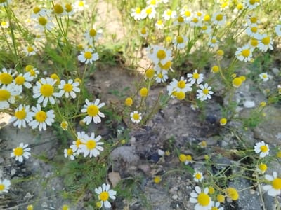 The image shows a patch of wild chamomile flowers growing in a natural environment. The flowers are small with white petals and yellow centers, and they are scattered amongst green foliage and rocky ground. The background is blurred, suggesting a shallow depth of field and the focus is on the flowers. The scene appears to be outdoors, likely in a rural or semi-natural area. The location is specified as Ceadîr-Lunga, Moldova. There are no people or human-made objects visible in the image. The overall impression is one of natural beauty and simplicity.