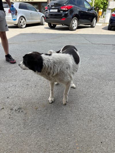 The image depicts an outdoor street scene in Vresovo, Bulgaria, under bright, sunny conditions, indicated by strong shadows. A black and white dog, appearing to be a medium-sized stray with scruffy fur, stands on asphalt pavement in the foreground. It has a predominantly white body with large black patches on its back and head, and its gaze is directed towards a person's hand.

In the bottom left corner, a person's bare leg, arm, and hand are visible. The person is wearing grey shorts with a "NIKE" logo and a black and red sports shoe. Their hand holds a partially full plastic water bottle with a blue cap, actively offering water to the attentive dog.

In the background, several cars are parked along the side of the road. A black Hyundai Tucson is prominent, displaying a Bulgarian license plate "F 2894 PC". Behind it, a silver hatchback (resembling a VW Golf) and a portion of a blue car are also visible. A building with a storefront sign in Cyrillic, reading "ХЛЕБАРНИЦА" (Bakery), provides a distinct location cue for Bulgaria. The scene captures a moment of kindness as the person interacts with the dog, likely offering hydration on a warm day.