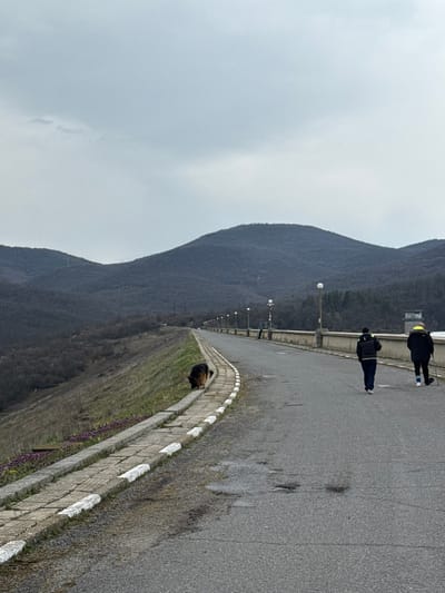 The image displays an exterior view of a dam structure, located in the vicinity of Баня, Bulgaria, under an overcast sky. The upper portion of the frame is dominated by a uniform light grey sky. The background consists of rolling hills densely covered with bare deciduous trees, indicating a winter or early spring season.
A paved asphalt road, showing minor surface imperfections and small potholes, extends from the foreground towards the distant background, curving rightward along the dam's crest. To the left of the road, a grassy embankment slopes downwards, bordered by a concrete curb painted with alternating white and dark segments. Patches of small purple flowers are visible on this embankment in the foreground. To the right of the road, a concrete barrier supports a series of regularly spaced lampposts, each topped with a spherical white light fixture.
Three entities are present. Two individuals are observed walking away from the camera on the asphalt road. The lead individual, positioned to the left, wears a dark jacket and dark trousers. The second individual, to the right, wears a dark jacket with a high-visibility band on the collar and uses a single walking pole in their right hand. Further left, on the grassy embankment adjacent to the curb, a medium-sized dog with tan and dark fur markings is positioned with its head lowered, appearing to sniff the ground. No direct interaction between the dog and the pedestrians is evident.