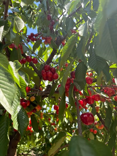 A close-up, low-angle shot captures a cherry tree laden with ripe, red cherries against a bright blue sky. The branches are covered in lush green leaves, some catching the sunlight and appearing illuminated. Clusters of cherries hang from the branches, with individual fruits also visible. The focus is on the abundance of fruit and foliage, suggesting a bountiful harvest. The scene appears to be outdoors in a natural setting, possibly a garden or orchard.