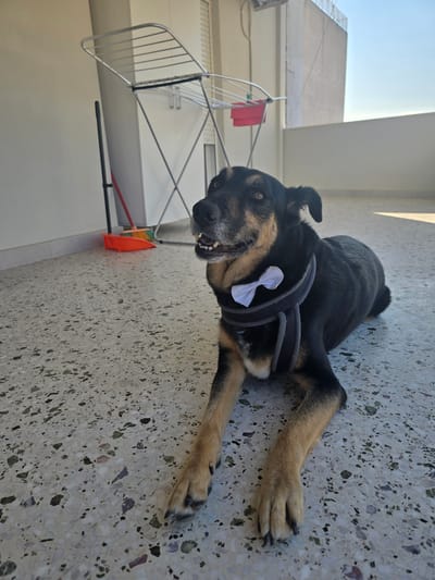 A black and tan dog with a white bow tie on its harness lies on a terrazzo floor on a balcony in Agii Anargiri, Greece. Behind the dog, a clothes drying rack with red fabric hangs, and a broom and dustpan are visible. A white wall and a building facade are in the background, with a clear blue sky above. The dog is looking to its left with its mouth slightly open, revealing its teeth. The lighting suggests it is daytime, with sunlight casting shadows on the floor.