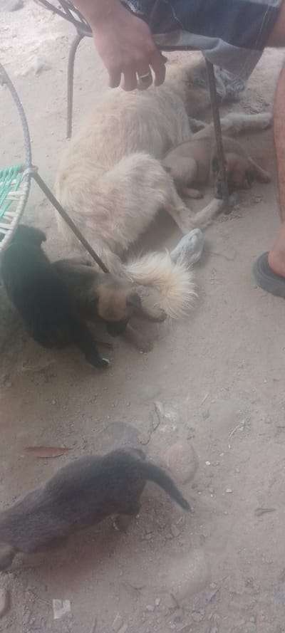 A pale dog lies on a sandy surface, nestled under a chair near a person's leg. Several puppies huddle close to the dog. One is mostly dark, another is light, and one appears to be wandering away from the group, near the bottom of the frame. The scene is casual and captures a moment of canine family rest.