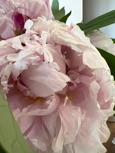 The image is a close-up, low-angle shot of a pale pink peony flower, filling the frame. The flower has many ruffled petals, some appearing translucent with delicate veins. Hints of darker pink or magenta are visible on some of the inner petals. The stamens at the center of the flower are a bright yellow. Green leaves are visible at the top and left edges of the image. The background is softly blurred, suggesting an indoor setting with a light-colored wall and a wooden surface at the bottom right. There is no indication of the city of Bunbeg, Ireland, or any other specific location within it, nor are there any people or actions depicted.