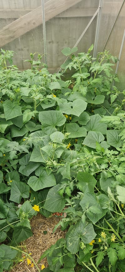 The image depicts a greenhouse interior in South Holland, United Kingdom, filled with lush, green vegetation. Dominating the scene are large, lobed leaves of what appear to be cucumber plants, interspersed with the more feathery foliage of tomato plants. Small yellow flowers are visible amongst the leaves, indicating the plants are in bloom. The ground is covered with a layer of straw or mulch, with some dry soil visible. The greenhouse structure itself is partially visible, with translucent panels and metal supports, suggesting a controlled growing environment. The overall impression is one of a thriving vegetable garden.
