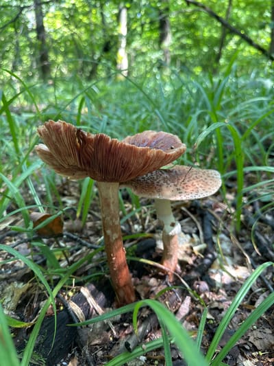 This is a close-up, eye-level, outdoor photograph of two mushrooms growing in a forest floor environment. The mushrooms are the primary subjects. The mushroom in the foreground, on the left, is larger and has a reddish-brown, radially ribbed cap that is partially open, revealing its gills. Its stem is thick and reddish-brown, with some lighter markings. To the right and slightly behind it, a second, smaller mushroom is visible. This mushroom has a lighter brown cap with darker speckles, and its gills are also visible. Both mushrooms are surrounded by lush green grass and fallen leaves and twigs on the forest floor. The background is blurred with bokeh, showing a dense canopy of green leaves and tree trunks, indicating a wooded area. The lighting suggests it is daytime, with dappled sunlight filtering through the trees. There are no people or animals present in the image. The location is described as Verkhnee Kazach'e, Russia.