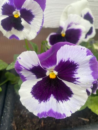 A close-up, low-angle shot captures three pansy flowers in bloom. The central flower is the most in focus, showcasing its velvety deep purple and white petals, with a bright yellow stamen at its center. Subtle veins are visible on the white portions of the petals. To the left and right, two other pansy flowers are partially visible, with the one on the left more in focus than the one on the right, which appears slightly blurred. The background is softly out of focus, revealing a brown, textured surface, possibly a wooden fence or wall, and hints of green foliage. The flowers are positioned in what appears to be a garden or planter, with dark soil visible in the foreground. There are no people or animals present in the scene. The setting appears to be outdoors.