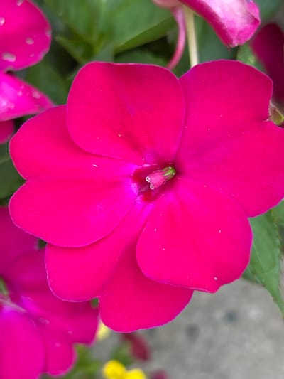 A close-up, overhead shot focuses on a vibrant fuchsia impatiens flower in full bloom, its five petals fanned out in a near-perfect circular pattern. The center of the flower reveals delicate pistils and stamens, tinged with a lighter pink and green. Some petals exhibit small white speckles, possibly water droplets or natural markings. In the background, blurred green foliage suggests a lush garden setting, with hints of other impatiens flowers in softer pink tones and a small patch of yellow visible at the bottom. The overall impression is one of natural beauty and vivid color. This image was taken in Blaine, United States of America.