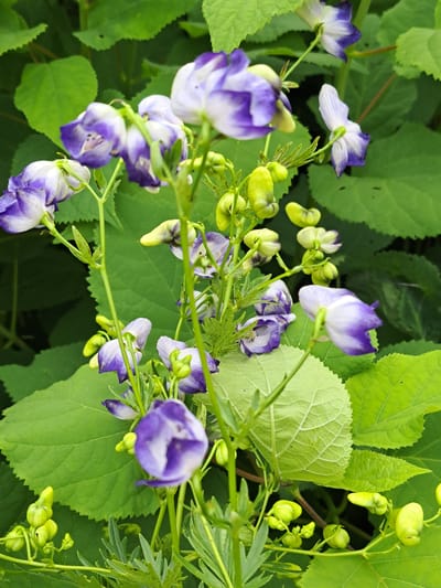 A close-up, eye-level, vertical shot focuses on a cluster of purple and white flowers and green buds against a backdrop of lush green foliage. The flowers are bell-shaped with pointed petals, some fully open and others partially so, revealing intricate internal structures. The green buds are clustered on thin stems, some appearing swollen and ready to bloom. The leaves in the background are large, broad, and serrated, creating a soft, blurred texture. The overall impression is one of vibrant natural growth. The image does not contain any people or identifiable structures.