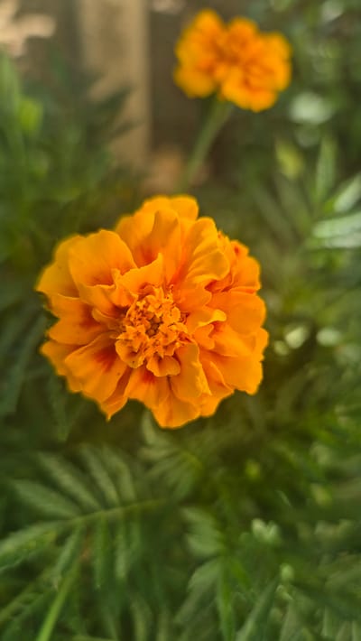 A close-up, vertically oriented shot focuses on an orange marigold flower with ruffled petals and a textured center. The flower is in the foreground, slightly to the left of center, with its petals unfurling outwards. Behind it, a second, out-of-focus orange marigold is visible in the upper right quadrant. The background consists of blurred green foliage, suggesting a garden setting. The scene is rendered in soft focus, with the primary flower being the sharpest element. No people or specific structures are identifiable. The location of Butovo, Bulgaria, is not visually ascertainable from the image.
