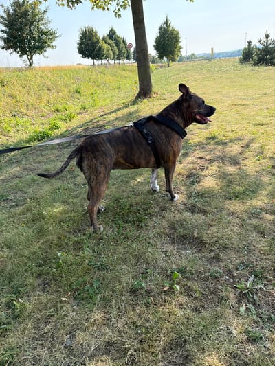 A brindle-colored dog, wearing a black harness and leash, stands on a grassy area. The dog is facing to the right, with its tongue hanging out. The background shows a tree, more grass, and a distant cityscape under a clear sky. The location is identified as Ivanovice na Hané, Czechia.
