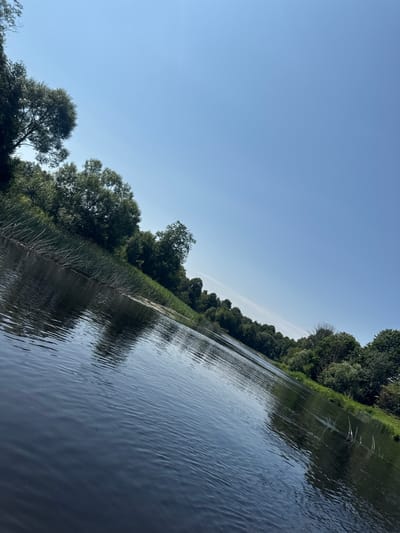 An angled, eye-level shot captures a serene river scene in Kurmene, Latvia, under a clear, bright blue sky. The foreground is dominated by the dark, rippling surface of the river, reflecting the overhead sky and the lush greenery along the bank. Tall reeds and grasses line the left bank, creating a natural barrier between the water and the dense foliage of trees that stretches along the distant shore. The trees are a vibrant green, with a mix of deciduous and possibly some coniferous varieties, indicating a natural, perhaps wild, environment. The water itself appears calm, with gentle waves creating a textured surface. The overall impression is one of tranquility and natural beauty, with no human presence or man-made structures visible. The sunlight casts a warm glow, enhancing the natural colors of the landscape.