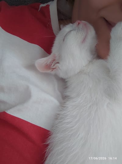 A close-up, overhead shot features a white cat sleeping comfortably on a person's lap. The cat, with its eyes closed and a slight smile, appears content and relaxed. Its soft white fur contrasts with the red and white striped fabric of the person's clothing, which is draped around the cat. Part of the person's shoulder or upper arm is visible, supporting the sleeping feline. The background is softly blurred, focusing attention on the peaceful scene of the cat and its owner. The image captures a moment of quiet intimacy, suggesting a warm and cozy environment. A timestamp in the lower left corner reads "17/06/2026 16:14," indicating the date and time the photo was taken. The lighting suggests it could be daytime, possibly late afternoon, given the timestamp. The setting appears to be indoors or a sheltered outdoor area, given the comfortable resting position of the cat and the presence of clothing.