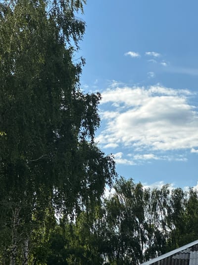 The image captures an outdoor scene with a bright blue sky filled with scattered white clouds. In the foreground, on the left side, a large birch tree with dark green foliage dominates the frame, its branches reaching upwards. To the right of the birch tree, a line of trees with similar green leaves stretches across the middle ground, appearing somewhat windswept. These trees are interspersed with thin, dark horizontal lines that could be power lines. The bottom right corner of the image shows the edge of a grey, corrugated roof. The overall impression is of a sunny day with a gentle breeze rustling through the trees, characteristic of a typical summer day in Gavrilov Posad, Russia.