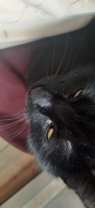 A black cat is depicted lying on its left side, observed in a close-up perspective. Its head, featuring yellow eyes that are partially open, is positioned centrally within the frame. Prominent white whiskers extend from the cat's muzzle. The cat's black fur is visible across its head and a portion of its body. A reddish-brown fabric or surface is beneath the cat's head. Above the cat, an off-white or light-beige textured fabric is visible, presenting minor blemishes. An indistinct, lighter-toned surface is present in the lower right portion of the image. The scene is located in Qorovulbozor, Uzbekistan.