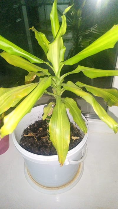 A potted plant with drooping, yellowing leaves sits on a white surface, possibly a windowsill, in what appears to be an indoor setting. The plant is in a white plastic pot with a saucer. The background is dark, with reflections suggesting it might be near a window. There are no people or animals visible in the image. The overall scene is indoors, and the specific location in the city of Maqat, Kazakhstan cannot be determined from the visual information provided.