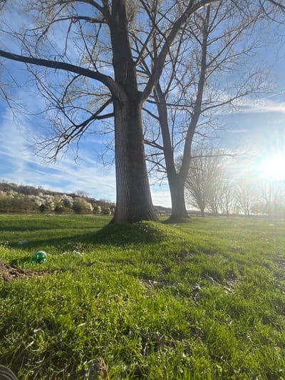 The image depicts a park scene in Beli Brod, Bulgaria. Two large trees dominate the left side of the frame, their bare branches reaching into a light blue sky with wispy clouds. The sun is positioned high in the sky, creating a lens flare effect. To the right of the trees is a green, grassy area that extends into the distance. A small, green glass ball is visible in the grass near the base of the trees. In the midground, a line of trees with blooming white flowers can be seen.
