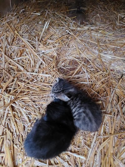 The original image captures two very young kittens nestled closely together on a bed of golden straw. One kitten exhibits a gray tabby pattern with dark stripes, while the other is entirely black. They appear to be sleeping or huddling for warmth, conveying a sense of vulnerability and comfort. The setting is an indoor, rustic environment, likely a barn or similar outbuilding, characterized by the abundant straw that serves as their bedding. The lighting is soft and indirect, suggesting an enclosed area away from direct sunlight. No specific activity beyond resting is depicted. There is no visible text in the image. This scene takes place in Mshanets, Ukraine.
