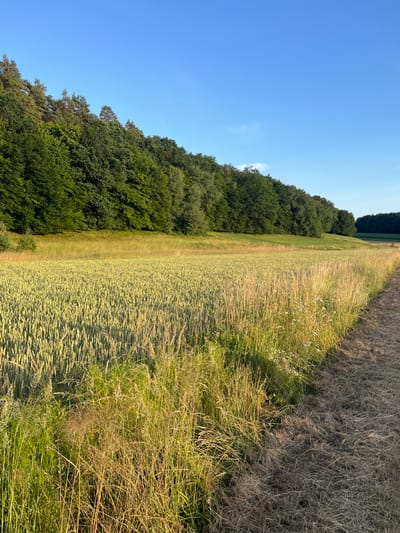 An outdoor vertical, eye-level shot captures a natural landscape under a clear blue sky. In the foreground, a vast field of wheat stretches across the frame, its pale green stalks reaching upwards. Adjacent to the wheat field, a patch of tall, dry grass stands golden and sun-kissed. Beyond this, a dense forest of deciduous trees creates a verdant line along a gentle slope, their leaves a rich green. The light suggests it is late afternoon, casting long shadows and highlighting the textures of the vegetation. The scene is tranquil and rural, with no signs of human presence or activity. The specific location is a field in the vicinity of Wiera, Germany.