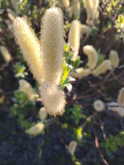 The image is a close-up, outdoor photograph of a plant with fuzzy, cream-colored catkins. The foreground features two prominent catkins, one angled to the left and the other vertically aligned. These catkins are covered in soft, downy fibers and appear to have small, darker structures protruding from them. The background is blurred, showing more catkins and some green foliage, suggesting a natural setting. Sunlight is casting a warm glow on the plant, highlighting the textures and details of the catkins. The overall impression is one of delicate, natural beauty. The image does not contain any people or specific city landmarks, and therefore its location within the city of Yamburg, Russia, cannot be determined from the visual information alone.