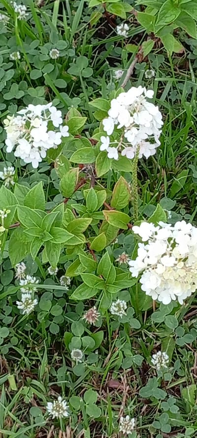 This is a close-up, top-down, eye-level shot of white flowers and green foliage with clover interspersed on the ground. The image appears to be taken outdoors in a natural setting. There are no people or animals visible. The focus is on the textures and colors of the plants. The lighting suggests it is daytime. The location is identified as Kirsanov, Russia.