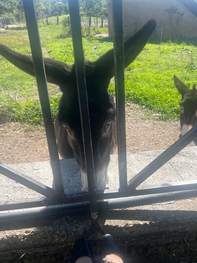 This outdoor photograph depicts two donkeys behind a black metal gate, observed from the perspective of a person standing on a concrete surface. The scene is located in Civitavecchia, Italy. A dark brown donkey with a lighter grey-white muzzle is centrally positioned, looking directly towards the camera through the vertical bars of the gate. Its large ears are prominent. To the right, the head of a second, smaller donkey is partially visible behind the same gate. Beyond the gate, the environment consists of a grassy field with areas of sparse vegetation and exposed soil, extending to distant green foliage and an indistinct structure. In the immediate foreground, the feet of the person taking the photograph are visible, clad in dark flat shoes, standing on a textured concrete or stone ground. The bottom horizontal bar of the gate features a black corrugated casing. The scene is illuminated by bright daylight, indicated by shadows cast by the gate.