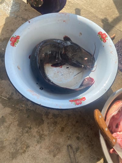 An overhead view in Gulbahor, Uzbekistan, depicts a large, dark-bodied catfish, characterized by prominent barbels, curled within a round, light blue enamel bowl. The bowl features a dark blue rim and a repeating floral pattern of red blossoms and green leaves on its interior. Reddish liquid stains, consistent with blood, are visible within the bowl and on the fish's body, indicating it is deceased. To the lower right, a silver-colored metal bowl contains raw animal tissue, consistent with meat or fish parts. A knife with a light brown wooden handle, secured by two rivets, rests on the rim of this secondary bowl. The scene is set on a rough, sunlit surface of concrete or packed dirt, exhibiting various stains. A portion of a person's lower leg, covered in dark, possibly patterned fabric, is visible in the upper background.