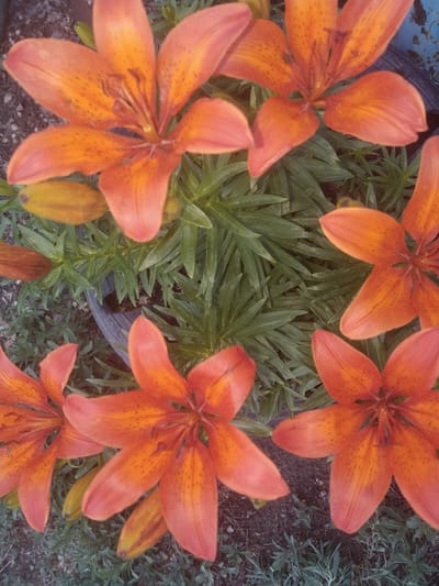 The image is a close-up, overhead view of several bright orange lily flowers with dark spots. The flowers are blooming and their petals are open. Some of the flowers have visible stamens and pistils in the center. There are also some green lily leaves and a few yellow lily buds visible. The flowers are planted in a dark pot, and the background consists of gravel and some sparse vegetation, typical of a garden or yard. The scene is lit by natural light, creating some shadows. The image does not contain any people, or any indications of the specific location in the city of Ақадыр, Kazakhstan.