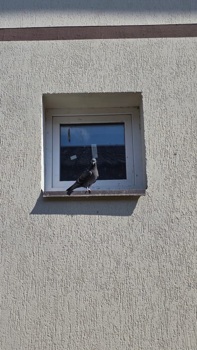 A pigeon stands on the windowsill of a building with textured, light-colored walls. The pigeon is dark gray with iridescent neck feathers. The window has a white frame and is reflecting the sky and roofline of another building. A brown stripe runs horizontally across the building above the window. The scene appears to be outdoors in daylight, casting a shadow from the windowsill onto the wall below. The location is the city of Staroshareevo, Russia.