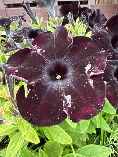 This is a close-up, eye-level, vertical shot of a dark purple petunia flower. The flower is in focus in the foreground, with its petals showing a speckled pattern of lighter purple and white. Some of the petals appear slightly wilted. Behind the main flower, there are other dark petunias, some in bud and some open, and vibrant green leaves. The background is softly blurred, revealing what appears to be a wooden fence or structure. The setting is outdoors, likely a garden, and there are no people or animals visible. The location is identified as Slavyanka, Russia.