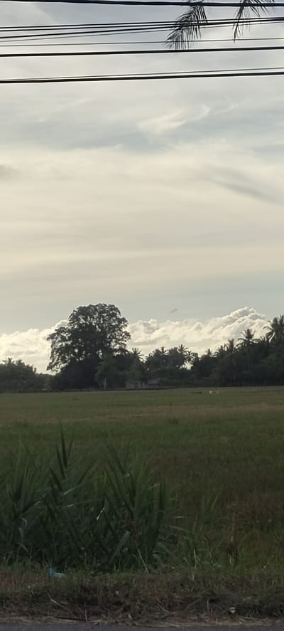 The image depicts a rural landscape in Aluekeujruen, Indonesia, under a cloudy sky. In the foreground, tall green grasses and reeds are visible, with a glimpse of a dirt road or path. Beyond this, a vast, flat field of green grass stretches out, appearing to be agricultural land, possibly a rice paddy. In the middle ground, a large, mature tree with a dense canopy stands prominently, its dark silhouette contrasting with the lighter sky. Behind the tree, a line of smaller trees, including palm trees, forms a treeline, with a few small structures, possibly houses or sheds, partially obscured. The sky is filled with a mix of white and grey clouds, with streaks of sunlight breaking through, creating a diffused, soft lighting across the scene. The overall impression is one of a serene, natural environment.