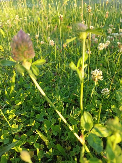 The image depicts a close-up view of a field of clover and grass in Zakrzewo-Kopijki, Poland. The foreground is dominated by lush green clover leaves, with some taller grass stems interspersed. A blurred pinkish-purple flower head is positioned in the upper left quadrant, out of focus. Several white clover flowers are visible in the middle ground and background, also appearing somewhat blurred due to the shallow depth of field. Tall, thin stalks of grass and other wildflowers are scattered throughout the scene, creating a dense, natural environment. The lighting suggests it is either early morning or late afternoon, with warm sunlight casting long shadows and highlighting the textures of the foliage. No people or animals are present in the image.