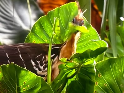 The image shows a bird with brown and white patterned feathers partially obscured by vibrant green leaves. The bird has a distinctive crest of feathers on its head, large dark eyes with red irises, and a tan-colored neck. It appears to be reaching forward with its beak, possibly interacting with the foliage or looking for food. The leaves are large and broad, with visible veins and some small, dark spots, suggesting they might be damaged or have insect activity. The background is blurred, with hints of orange and green, indicating a natural, possibly tropical or densely vegetated environment. The lighting suggests it is daytime, with sunlight filtering through the leaves, creating bright highlights and shadows. No text is visible in the image. The overall impression is a close-up view of a bird in its natural habitat, nestled amongst lush greenery.