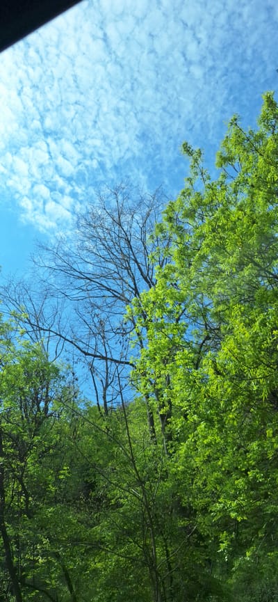 The image shows a view looking up through tree branches against a bright blue sky with scattered clouds. Some branches are bare, while others are covered in green leaves. The scene is likely outdoors, possibly in Krupnik, Bulgaria, though there is no distinct identifier in the image to confirm the location. There are no people visible.