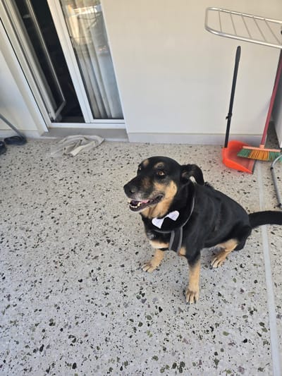 A medium-sized dog with black and tan fur and wearing a white bow tie sits on a speckled gray tiled floor. The dog is looking to the left of the frame with its mouth open and tongue slightly visible. Behind the dog, a light-colored wall forms the background. To the right of the dog, an orange dustpan with a green and orange broom is propped against the wall, and a portion of a silver drying rack is visible at the top right. To the left of the dog, a sliding glass door is partially open, revealing a glimpse of an interior space with white curtains. Several dark-colored flip-flops and a light-colored cloth are on the floor near the door. The setting appears to be an outdoor patio or balcony area.