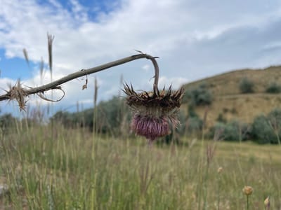 A close-up, eye-level, outdoor shot captures a withered thistle with a drooping, spiky seed head. The thistle's stem curves downward from the left of the frame, its dry, brown texture contrasting with the vibrant, purple florets of the seed head. The background consists of a field of tall, dry grass, fading into a gently sloping, grassy hill dotted with sparse, green shrubs. The sky above is a mix of white clouds and patches of blue. The scene evokes a sense of late summer or early autumn in a rural setting, potentially near Pașcani, Moldova.