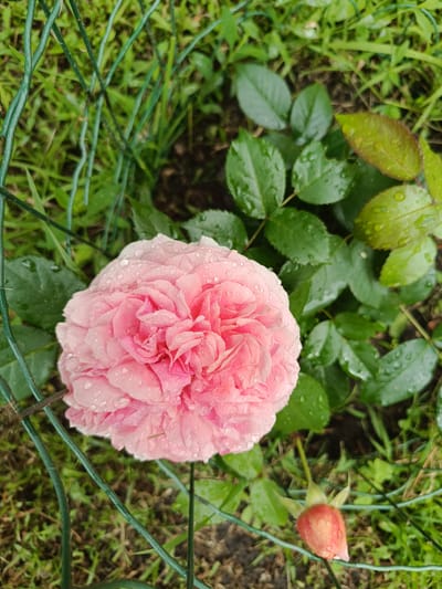 A close-up, high-angle shot captures a soft pink rose bloom, covered in dew drops, set against a backdrop of green foliage and grass. The rose, positioned centrally in the frame, is surrounded by lush leaves, some of which also bear water droplets. A small, unopened rosebud, tinged with red and orange, is visible in the lower right corner of the image. A green wire fence runs diagonally across the scene, framing the rose and its surroundings. The overall environment suggests a garden setting in Biloziria, Ukraine.