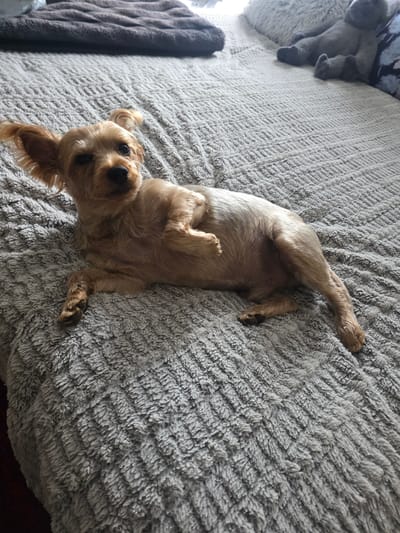 A small, tan-colored dog with floppy ears is lying on its side on a textured gray blanket. The dog's head is turned towards the camera, with its eyes looking slightly off to the side. Its paws are relaxed, and its body is stretched out on the blanket. The blanket is spread over a surface that appears to be a bed, with other blankets and pillows visible in the background. The lighting suggests an indoor setting, likely a bedroom. There is no visible indication of the city of Waterford, Ireland, in this image.