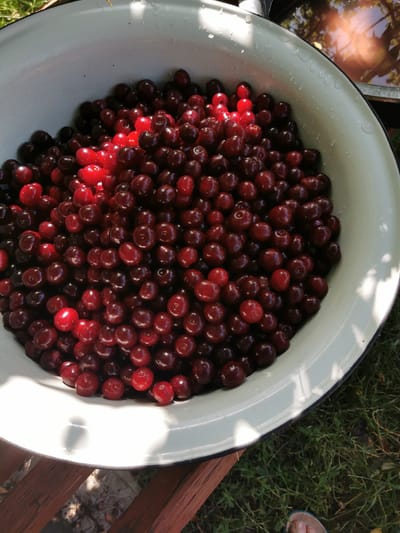 In Pociumbeni, Moldova, a large, white enamel bowl overflows with a bounty of dark red cherries. The cherries are plump and glistening, some appearing freshly picked and others slightly softer, hinting at their ripeness. Sunlight, dappled and bright, catches the water droplets clinging to the bowl's rim and illuminates some of the cherries, casting gentle shadows across their smooth surfaces. The bowl rests on a rustic wooden surface, possibly a table or bench, with hints of green grass and fallen leaves visible in the background, suggesting an outdoor setting. The scene evokes a sense of abundance and the simple pleasures of a harvest.