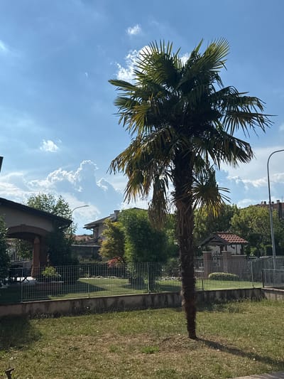 A medium shot captures a tall palm tree standing in a grassy area with a shadow cast to its right, under a bright blue sky with scattered cumulus clouds. The foreground features dry, patchy grass with some weeds. Behind the palm tree, a metal fence encloses a manicured lawn and a small brick structure with a tiled roof. Further in the background, a residential area is visible, with the roofs of houses and lush green trees. A building with a large arched entrance is on the left, and another house with a chimney is on the right. The scene appears to be in Sarcedo, Italy, based on the architecture and vegetation. There are no people visible in the image.