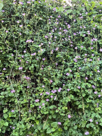 The image depicts a dense wall of green foliage covered in small, pale purple flowers. The plants appear to be vines or creeping ground cover, with many thin stems and rounded leaves. The flowers are delicate and trumpet-shaped, with some featuring darker purple veining. The scene is overwhelmingly natural, with no visible human presence or man-made objects, suggesting an outdoor environment. The lighting appears to be natural daylight, casting soft shadows and highlighting the textures of the leaves and petals. This botanical display could be found in various urban or rural settings in Villa de Cura, Venezuela, such as a park, garden, or a naturalized area.