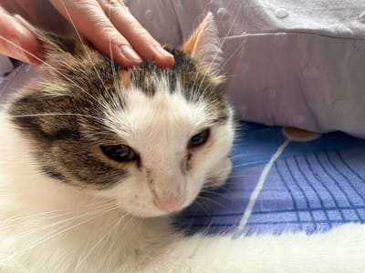 A close-up, eye-level shot features a calico cat being petted by a human hand. The cat's head and upper body are visible, with its fur displaying patches of white, brown, and black. Its whiskers are prominent. The cat is lying on a blue and white striped surface, possibly bedding, with a pale purple textured fabric visible in the upper right portion of the frame. The background is blurred, suggesting a shallow depth of field. The lighting appears natural, casting soft shadows. This image was captured in Kolychyovo, Russia.